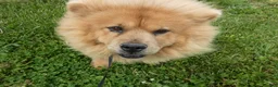 Chow Chow dogs for sale: Chow Chow 1 Lulu - Ad 3