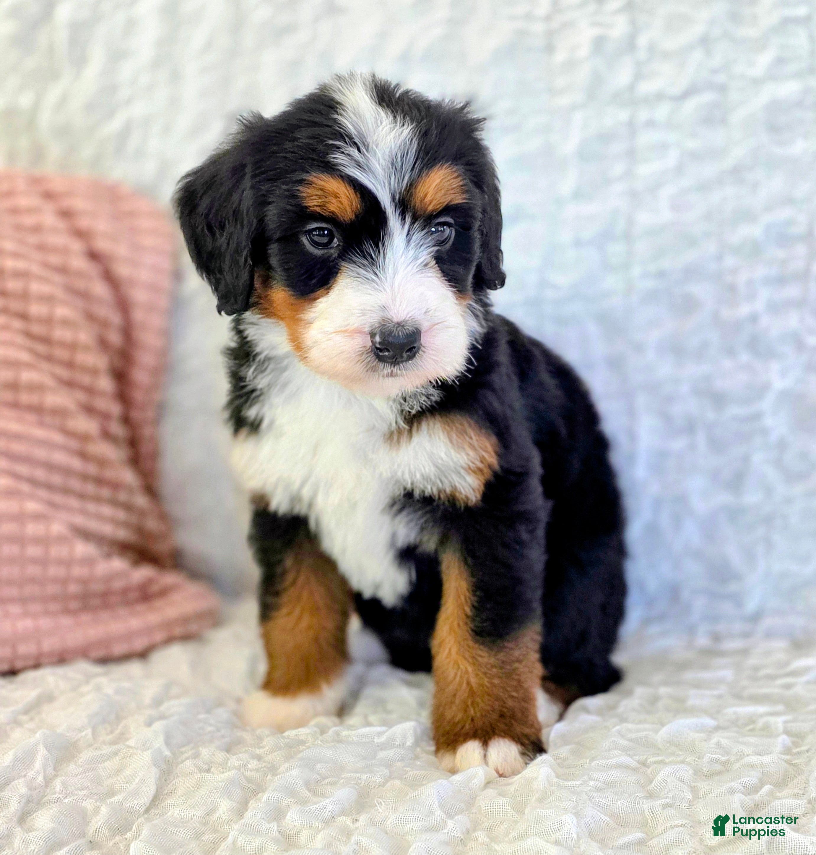 Bernedoodle dogs Penny - Ad 1