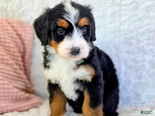 Bernedoodle dogs Penny - Ad 42