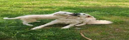 Great Pyrenees dogs for sale: Great Pyrenees 1 - Ad 2