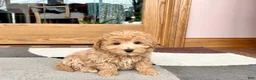 Maltipoo dogs for sale: Tigger  - Ad 4