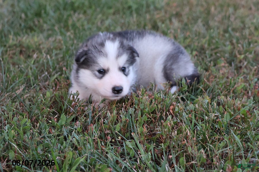 Alaskan Malamute dogs Yukon - Ad 2