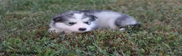 Alaskan Malamute dogs for sale: Yukon - Ad 2