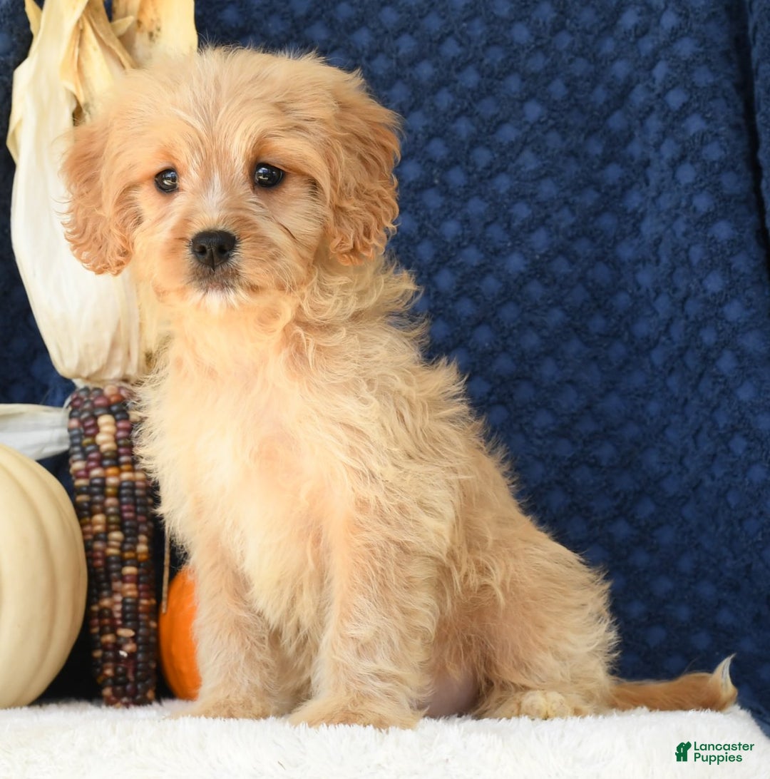 Cavapoo dogs for sale: Shelly - Ad 2