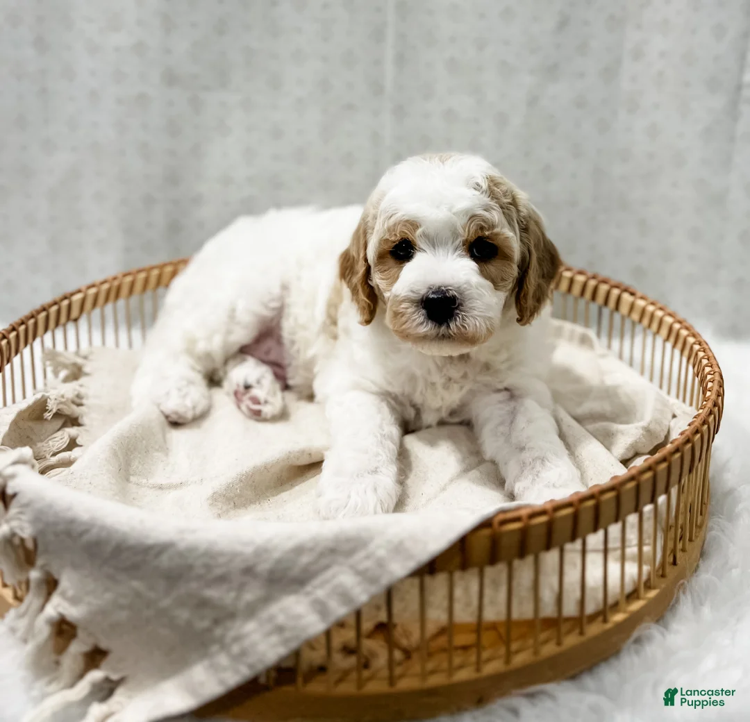 Cavapoo dogs for sale: River - Ad 6