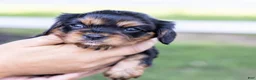 Cavalier King Charles Spaniel dogs for sale: Butch - Ad 14