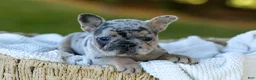 French Bulldog dogs for sale: Darla - Blue Merle - Ad 9