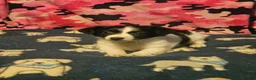 Chihuahua dogs for sale: Pearl - Ad 3