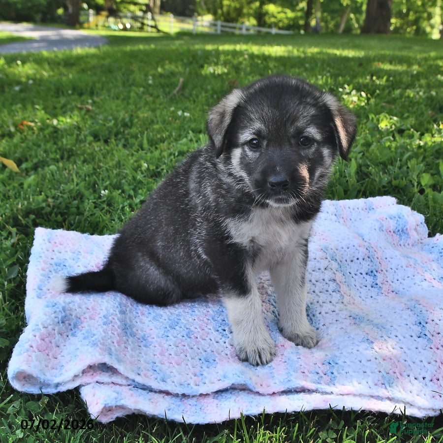 Mixed Breed dogs Brooke - Ad 2