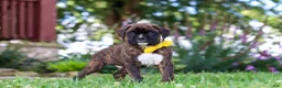 Boxer dogs for sale: Bruno - Ad 5