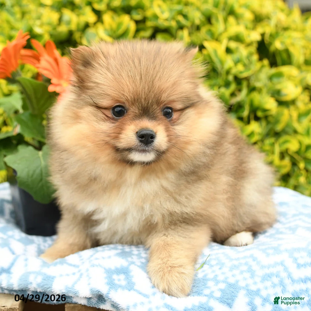 Pomeranian dogs for sale: Dixie - Ad 2