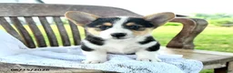 Welsh Corgi Pembroke dogs for sale: Renata - Ad 5