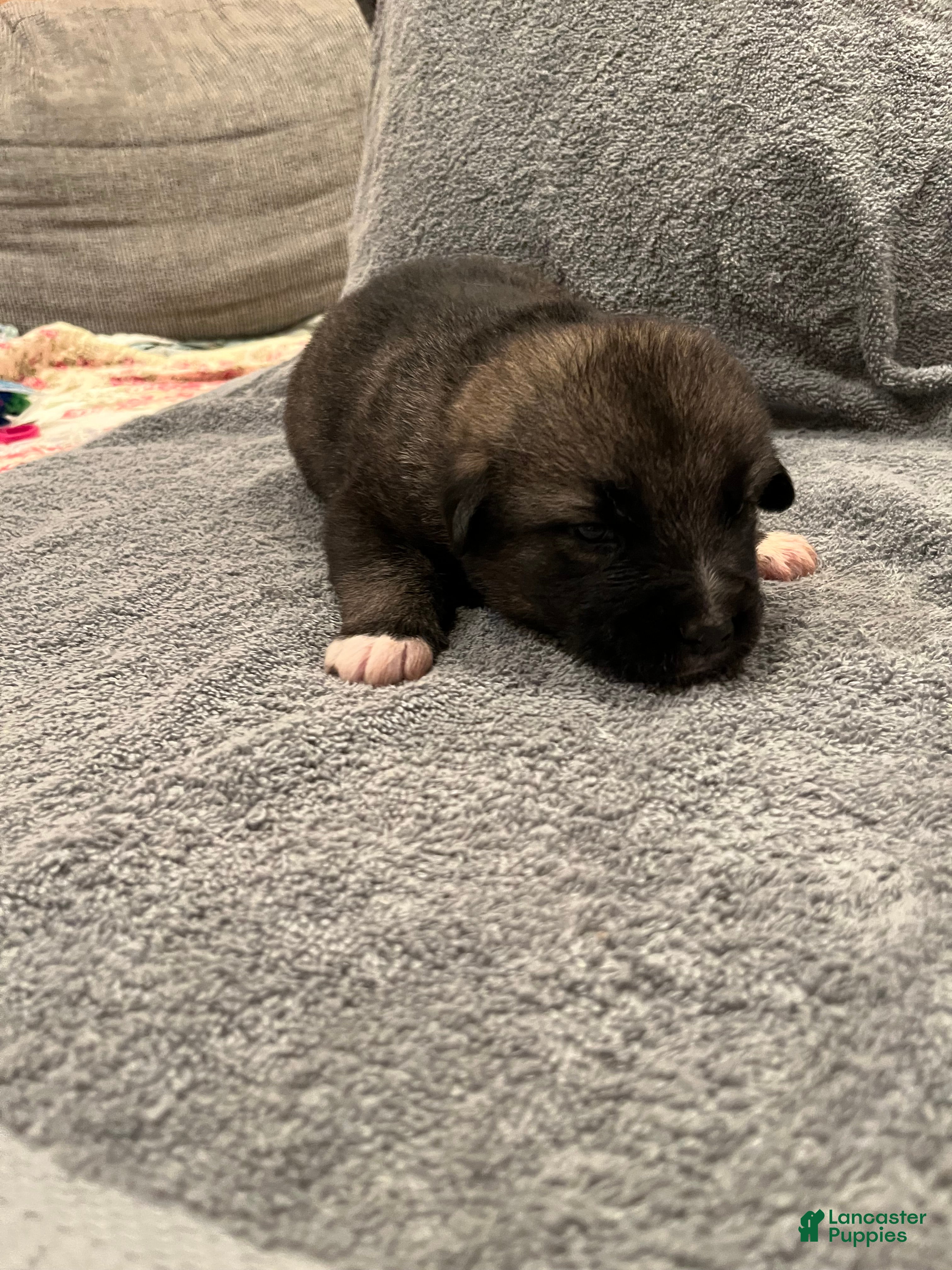 Mixed Breed dogs Boy- Yellow - Ad 1