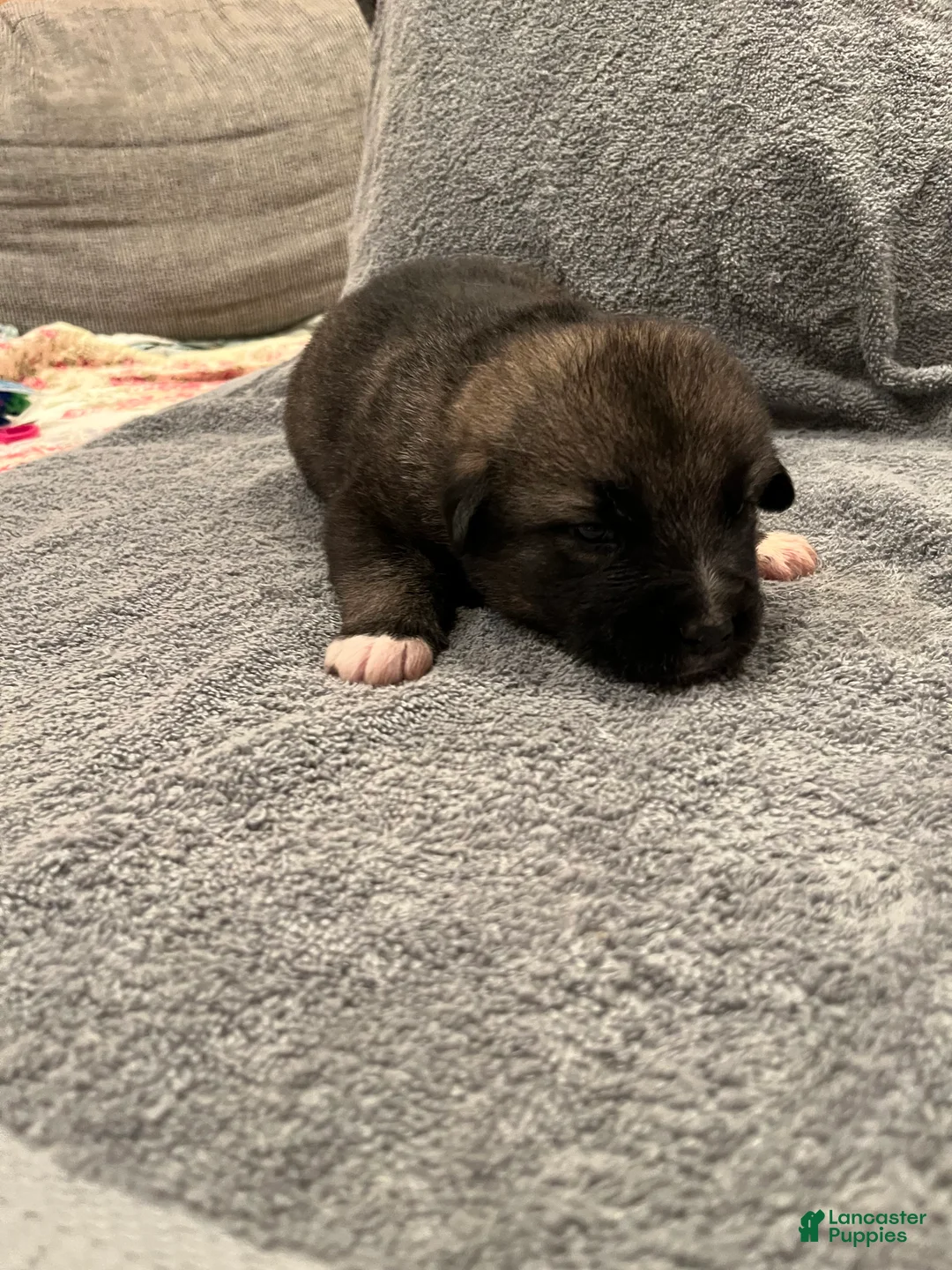 Mixed Breed dogs for sale: Boy- Yellow - Ad 1