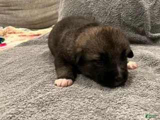 Mixed Breed dogs for sale: Boy- Yellow - Ad 3