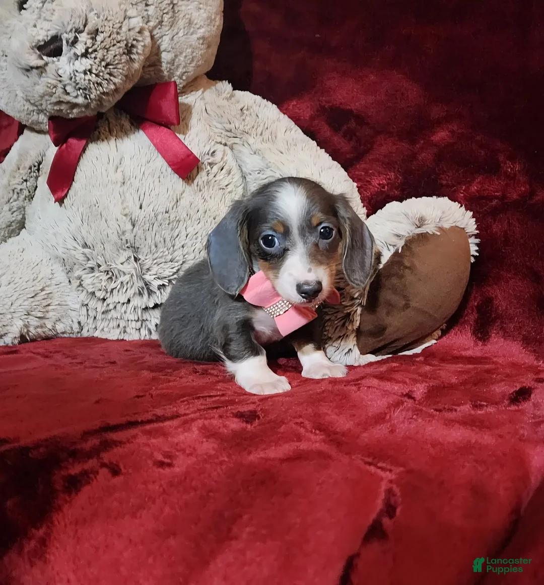 Miniature Dachshund dogs for sale: BLUEBERRY - Ad 5