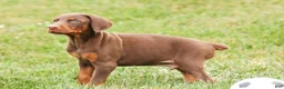 Doberman Pinscher dogs for sale: DUKE - Ad 9