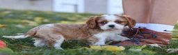 Cavalier King Charles Spaniel dogs for sale: Bingo - Ad 11