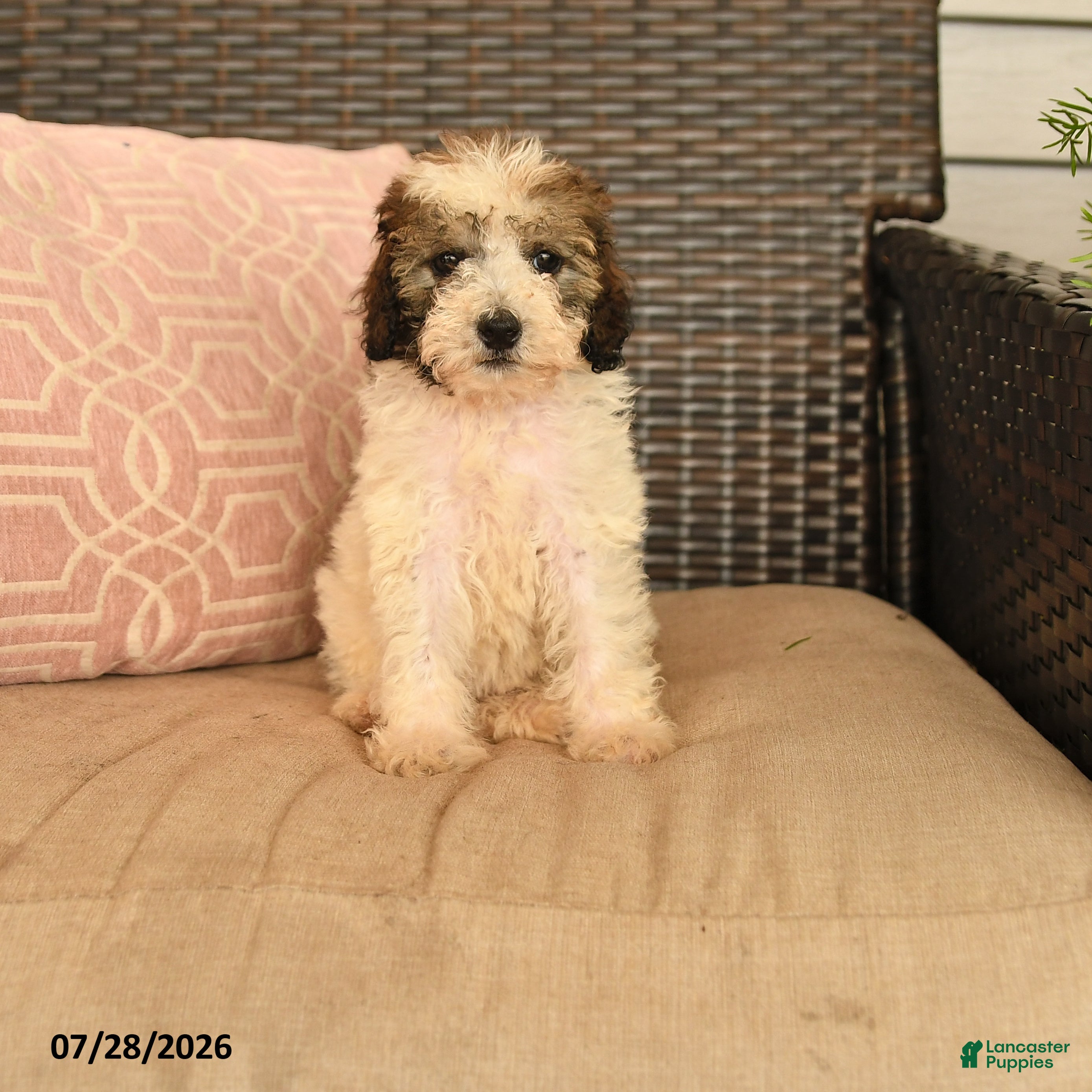 Miniature Poodle dogs Nutmeg - Ad 1