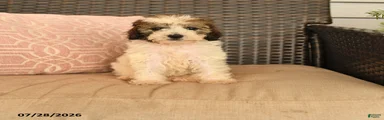 Nutmeg