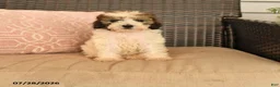 Miniature Poodle dogs for sale: Nutmeg - Ad 1