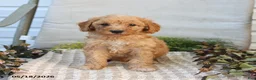 Mini Goldendoodle dogs for sale: Myla - Ad 2