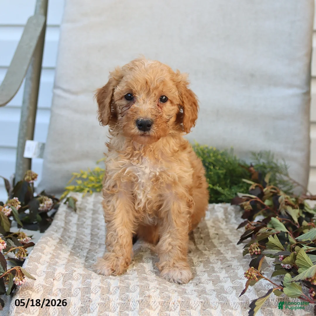 Mini Goldendoodle dogs for sale: Myla - Ad 2