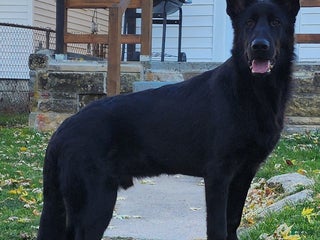 German Shepherd dogs Hunter - Ad 39