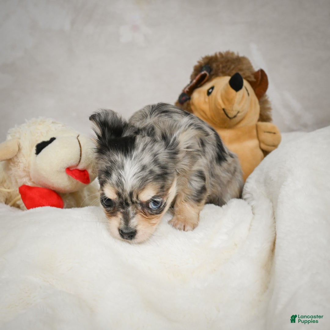 Chihuahua dogs for sale: Bella - Ad 6