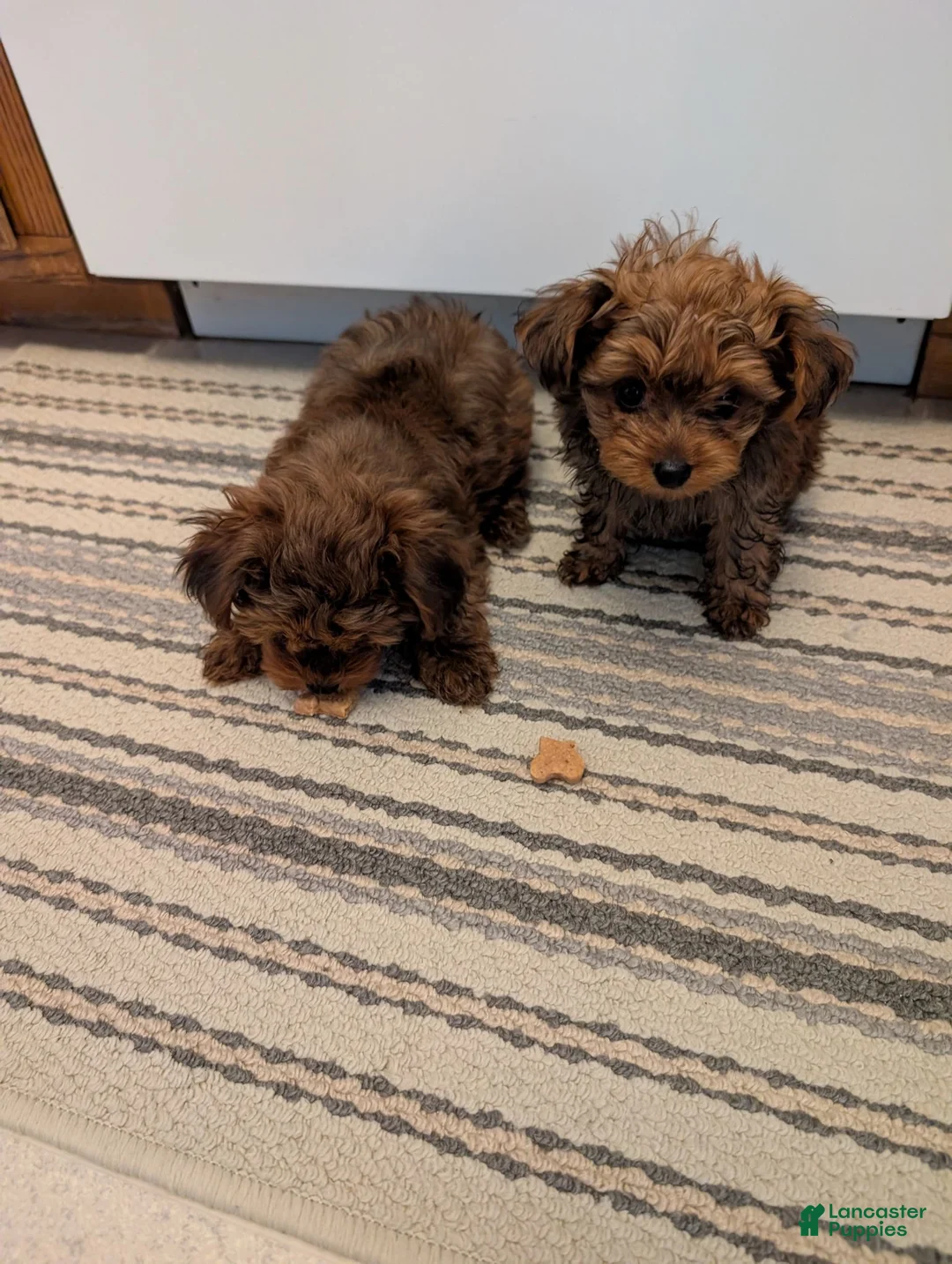 Mixed Breed dogs for sale: Mixed Breed 1 - Ad 7