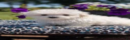 Maltese dogs for sale: Tessa - Ad 5
