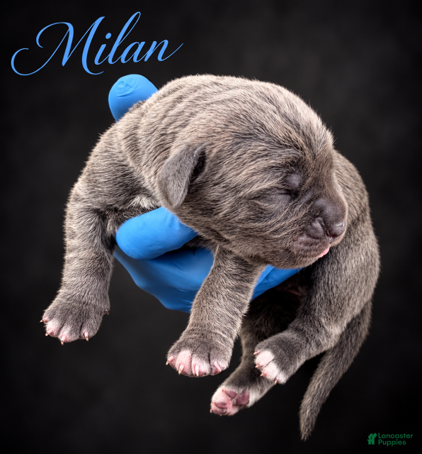 Cane Corso dogs Milan - Ad 2