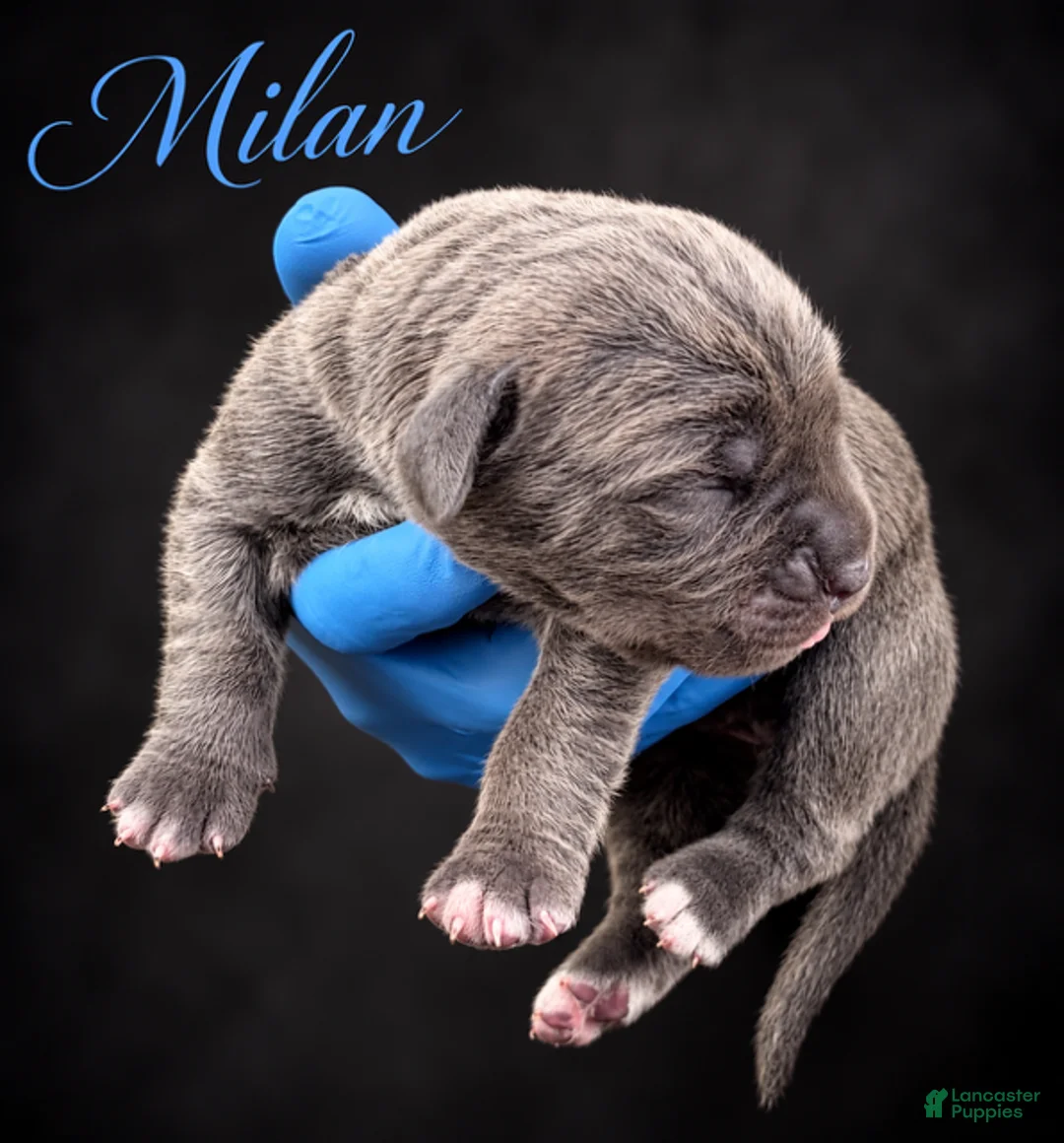 Cane Corso dogs for sale: Milan - Ad 2