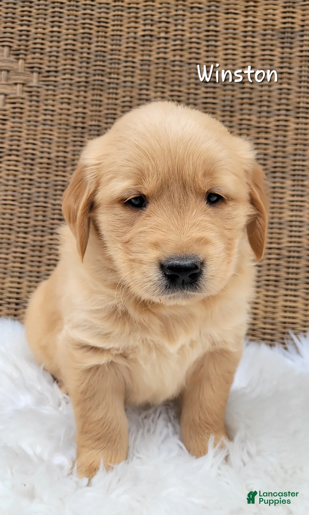Golden Retriever dogs for sale: Winston - Ad 3