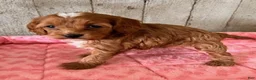 Cavapoo dogs for sale: Lilly - Ad 3