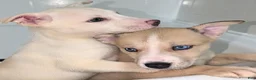 Pitsky dogs for sale: Celia - Ad 9