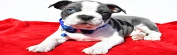 Boston Terrier dogs for sale: Timmy - Ad 2