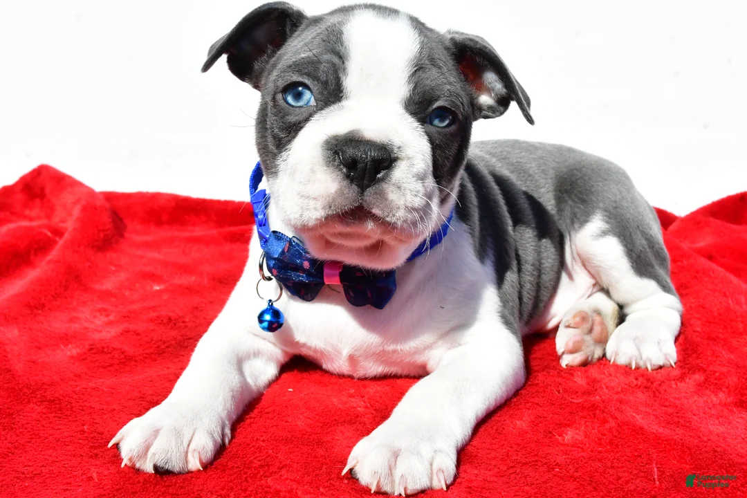 Boston Terrier dogs for sale: Timmy - Ad 2