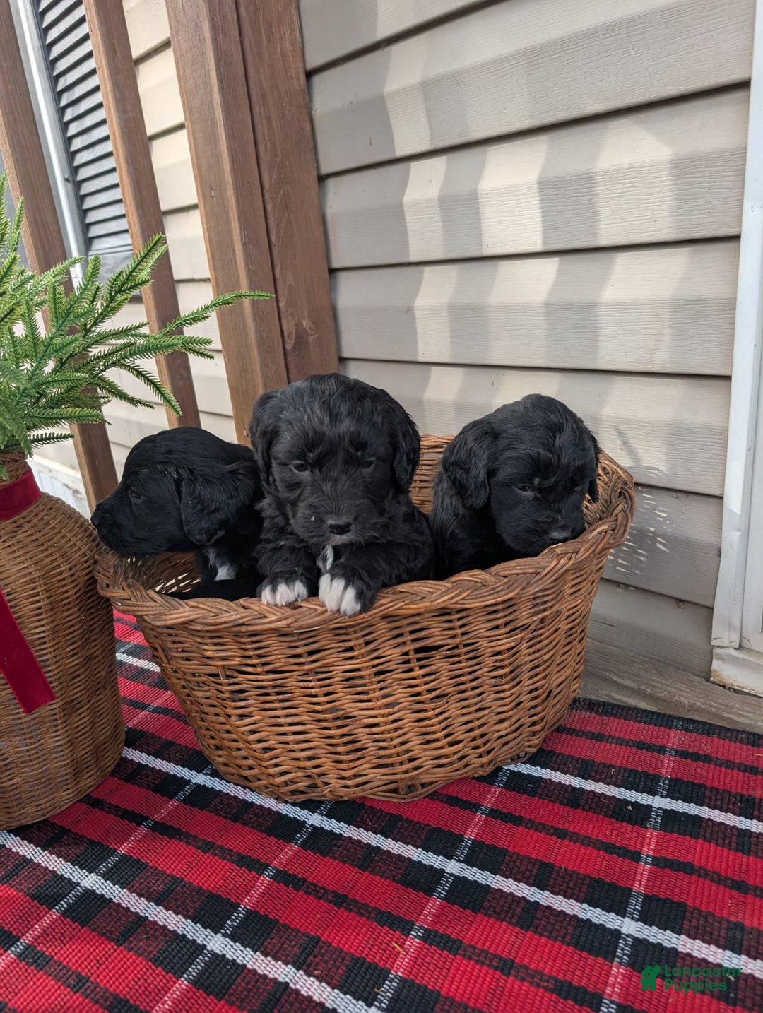 Mixed Breed dogs for sale: Chloe  - Ad 3