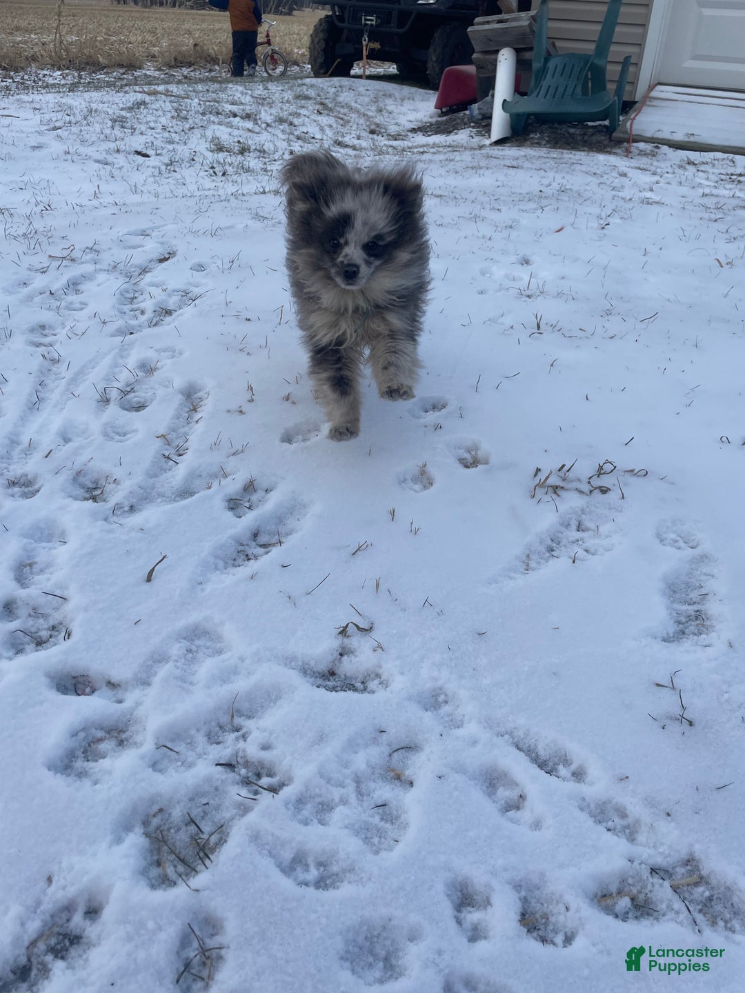 Pomeranian dogs for sale: Pomeranian Puppy 1 - Ad 1