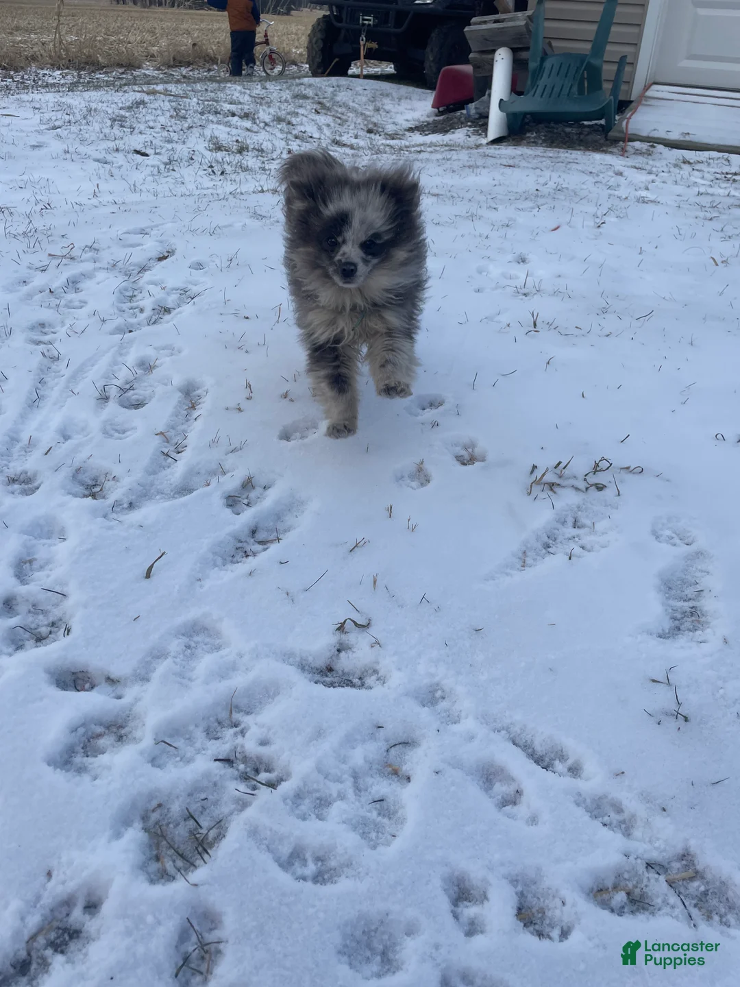 Pomeranian dogs for sale: Pomeranian Puppy 1 - Ad 1