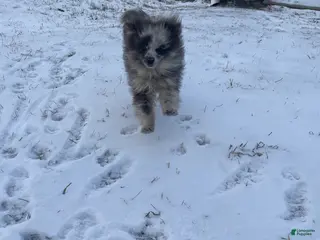 Pomeranian dogs Pomeranian Puppy 1 - Ad 24