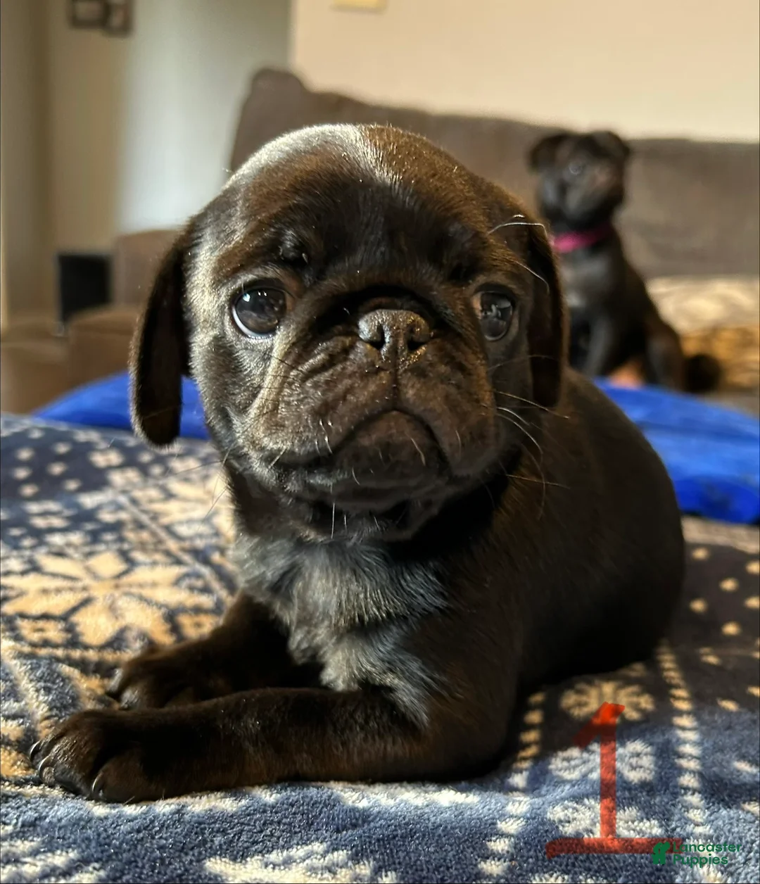 Pug dogs for sale: Daisy  - Ad 1