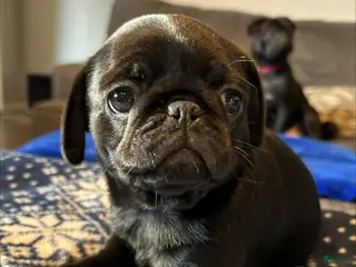 Pug dogs Daisy - Ad 2