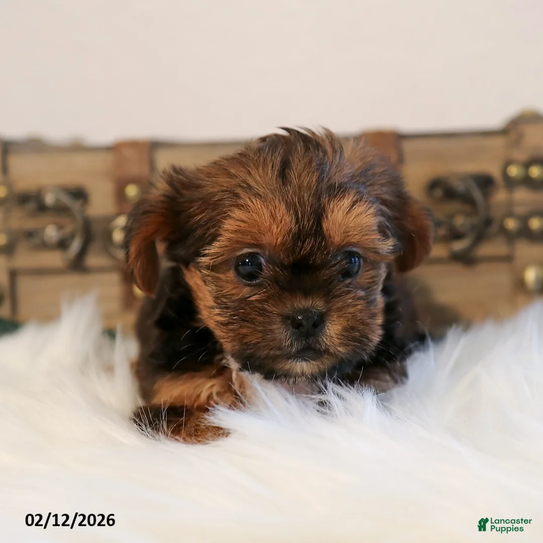 Shorkie dogs for sale: Zoey - Ad 3