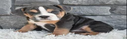 Beabull dogs for sale: Bubba  - Ad 3