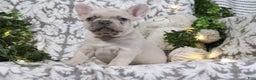 French Bulldog dogs for sale: Turbo - Ad 1