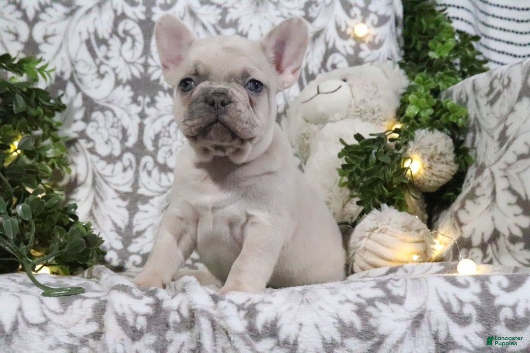 French Bulldog dogs for sale: Turbo - Ad 1