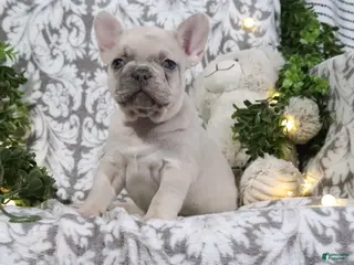 French Bulldog dogs Turbo - Ad 27