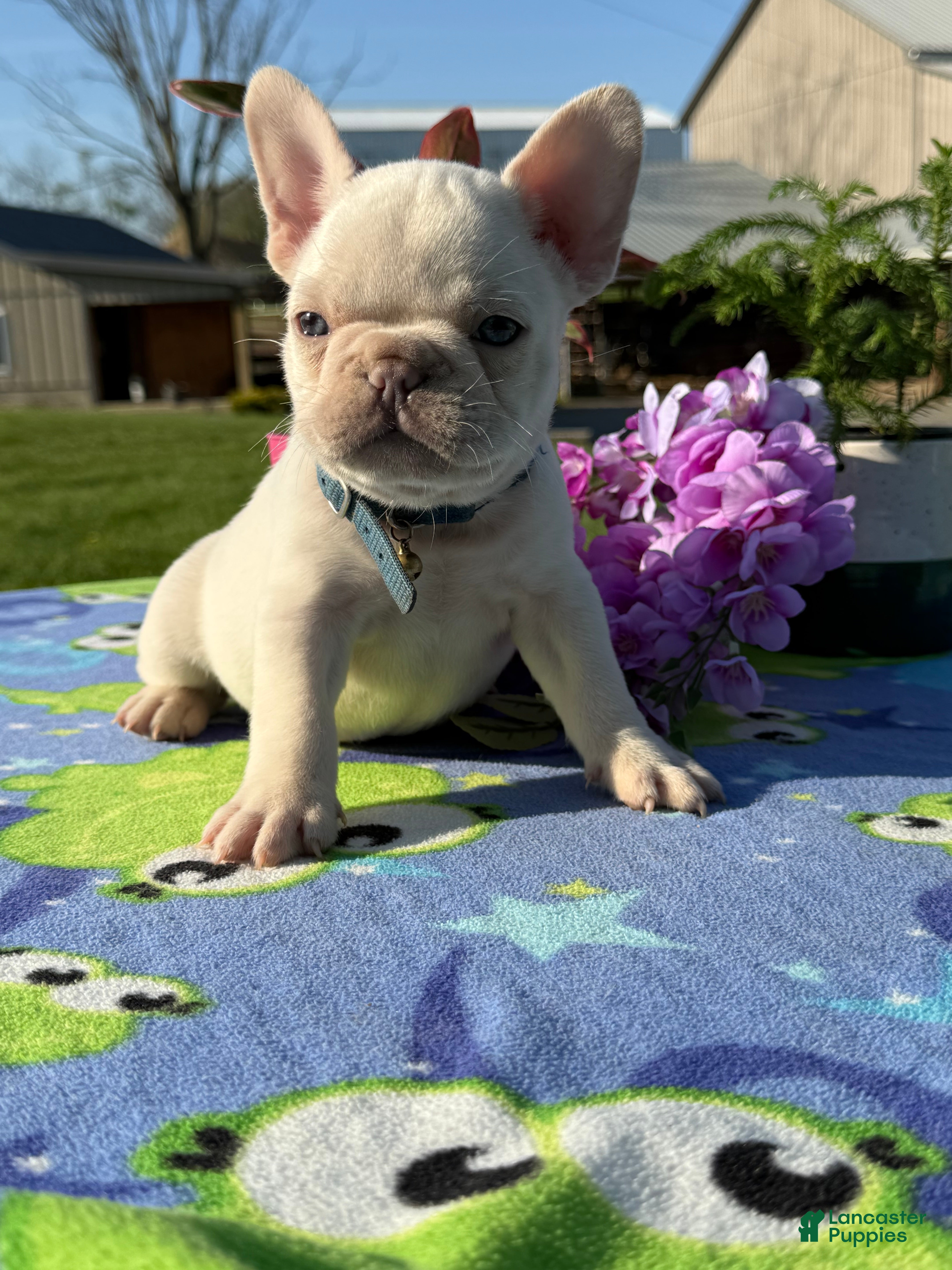 French Bulldog dogs Forest - Ad 1